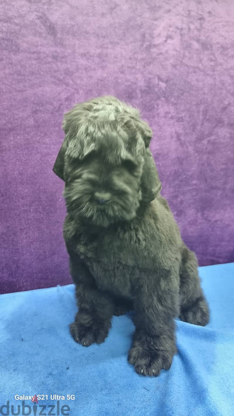 Black Russian Terrier 1