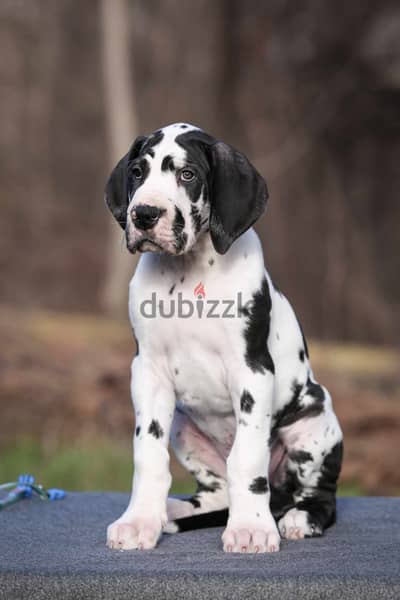 Great Dane Puppies Imported Super Quality