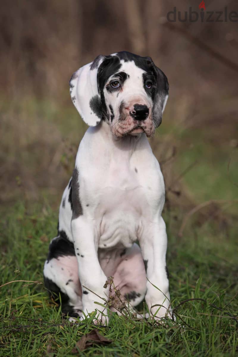 Great Dane Puppies Imported Super Quality 2