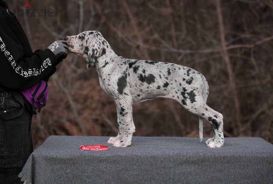 Great Dane Puppies Imported Super Quality 4