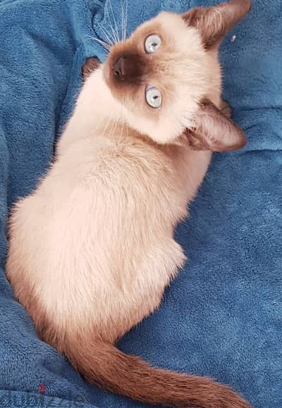 سيامي سيامى siamese