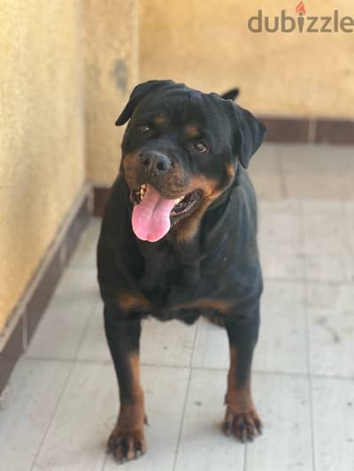 female rottweiler