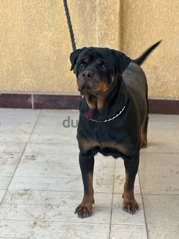 female rottweiler 1