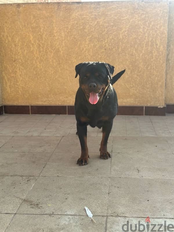 female rottweiler 2