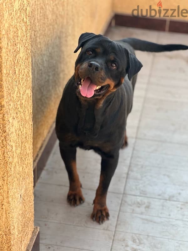 female rottweiler 3