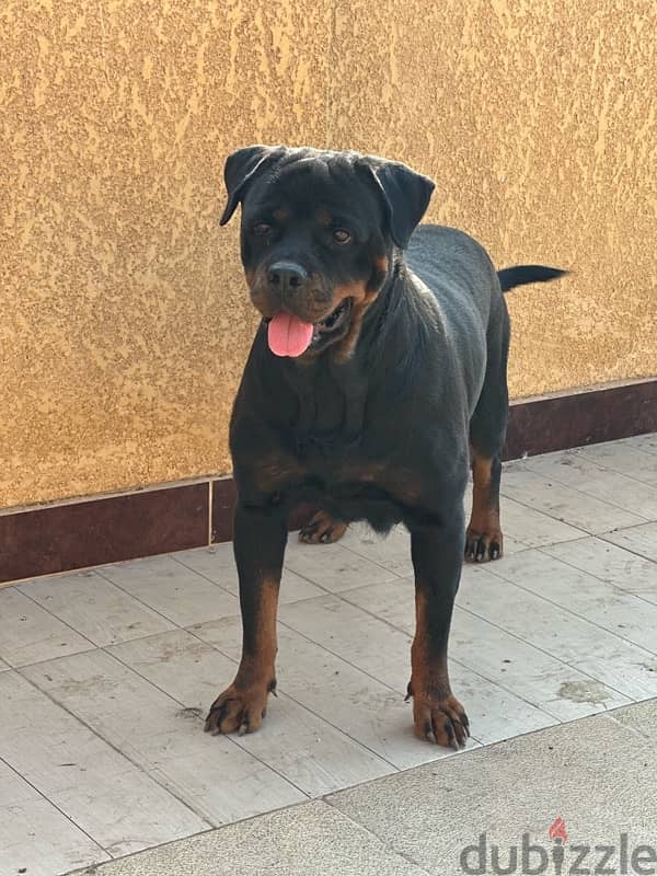 female rottweiler 4