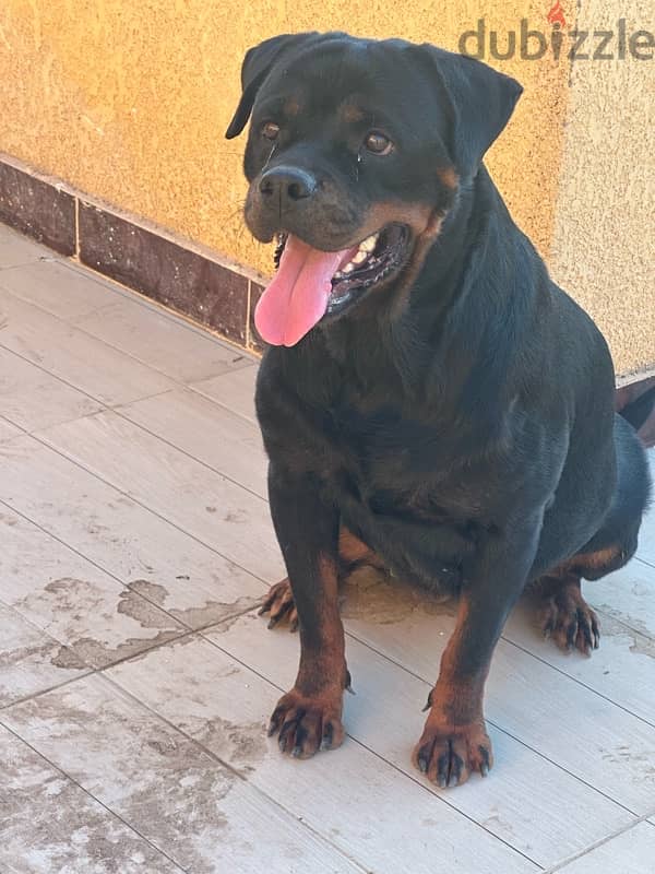 female rottweiler 5