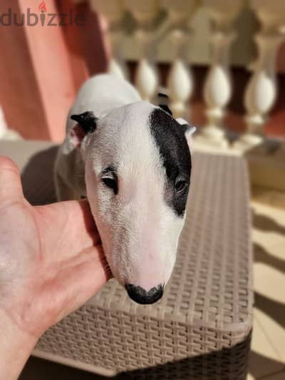 MINIATURE ENGLISH BULL TERRIER