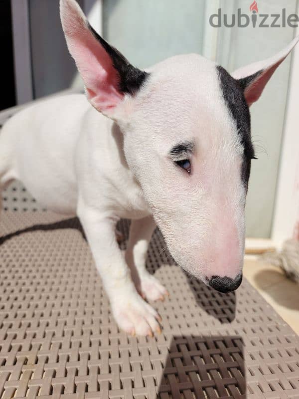 MINIATURE ENGLISH BULL TERRIER 1