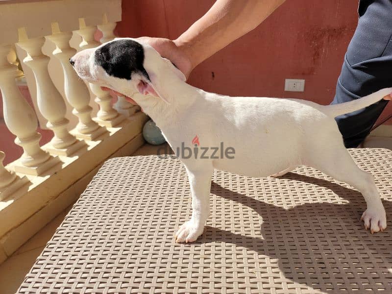 MINIATURE ENGLISH BULL TERRIER 2