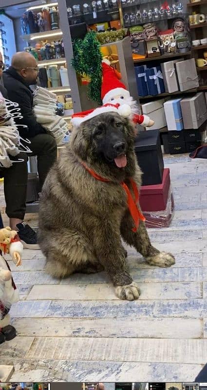 فرررصه جرو كوكيچن Caucasian Shepherd 1