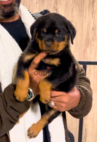 روت وايلر Rottweiler