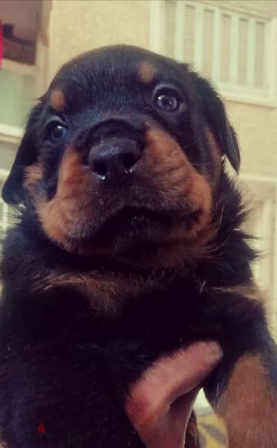 كلب روت وايلر  Rottweiler puppies