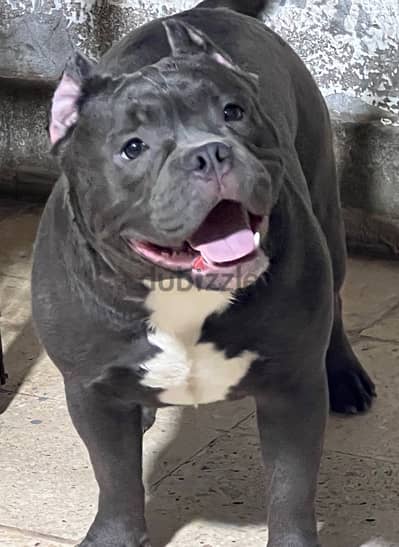 Female American bully