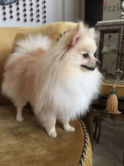 pomeranian