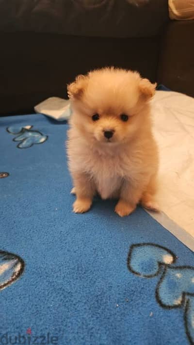 pomeranian dog