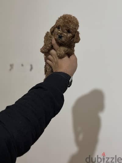 toy poodle