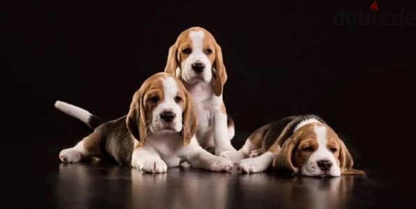 Beagle puppy female from Russia