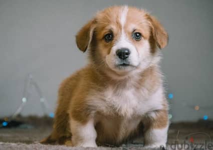 Welsh corgi pembroke puppies boys