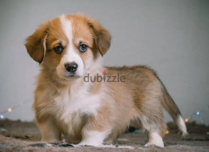 Welsh corgi pembroke puppies boys 1