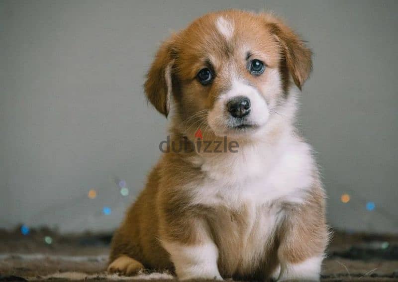 Welsh corgi pembroke puppies boys 5