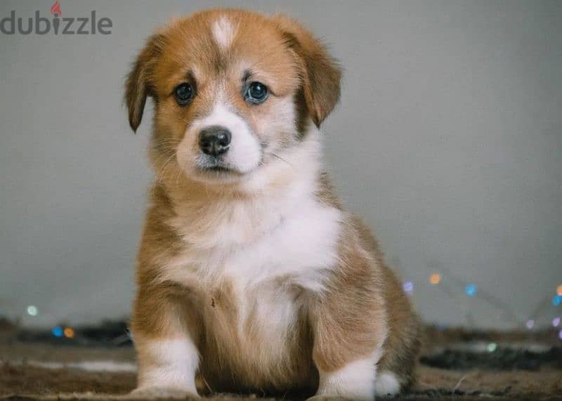 Welsh corgi pembroke puppies boys 6