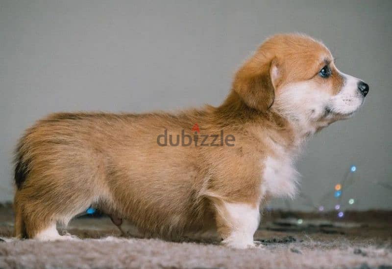 Welsh corgi pembroke puppies boys 7