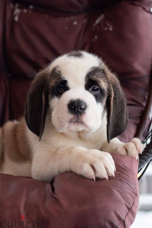 saint bernard puppies boys from Russia 0