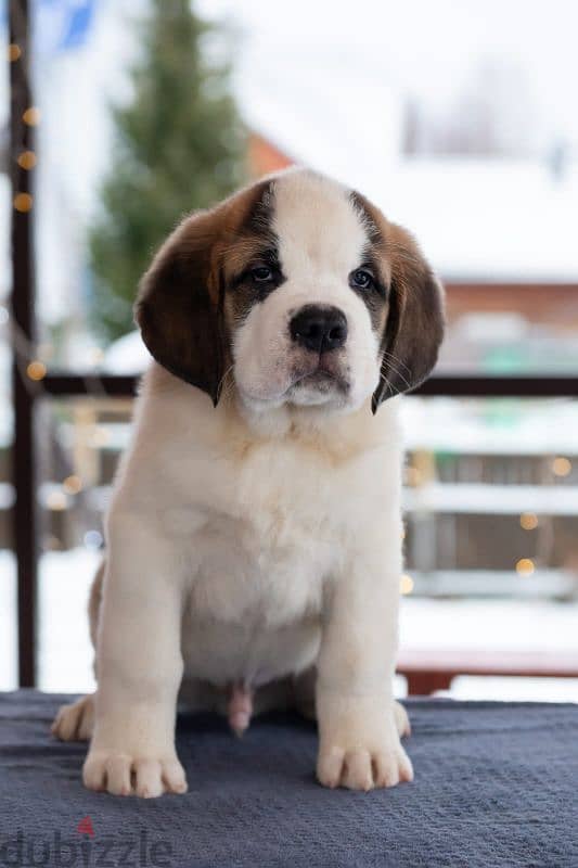 saint bernard puppies boys from Russia 1