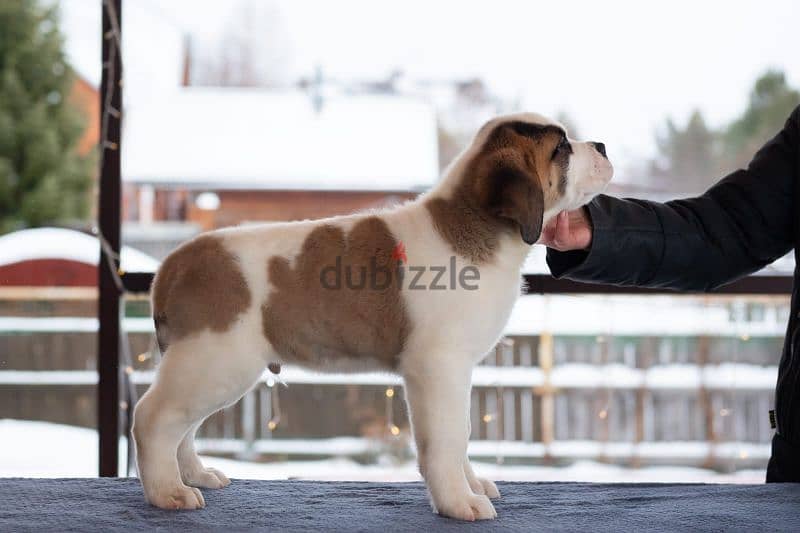 saint bernard puppies boys from Russia 2