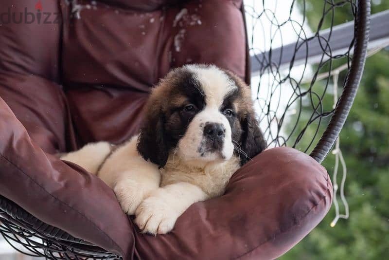 saint bernard puppies boys from Russia 3