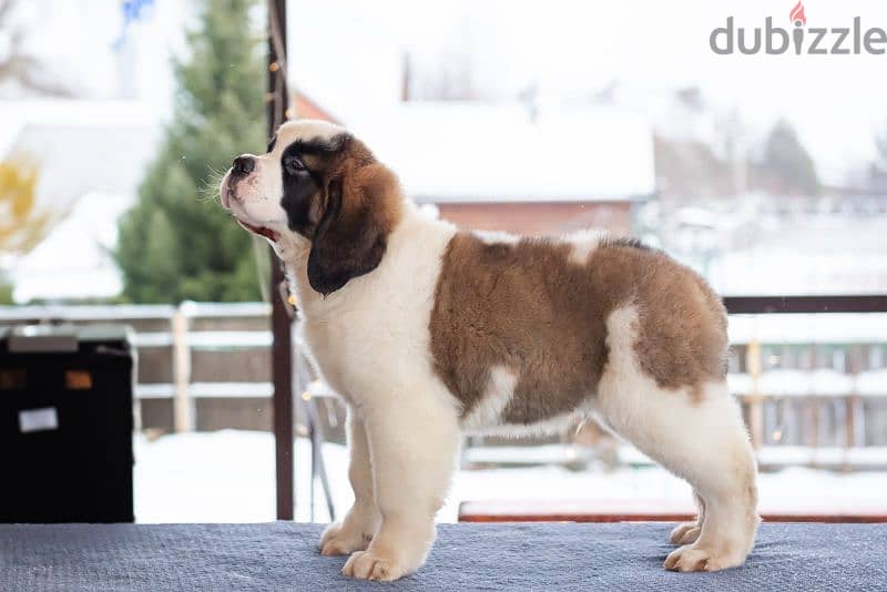 saint bernard puppies boys from Russia 4