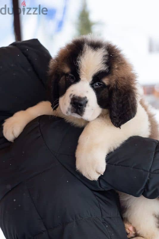 saint bernard puppies boys from Russia 5