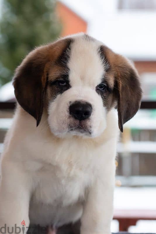 saint bernard puppies boys from Russia 6