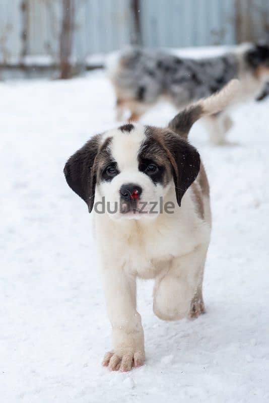 saint bernard puppies boys from Russia 7