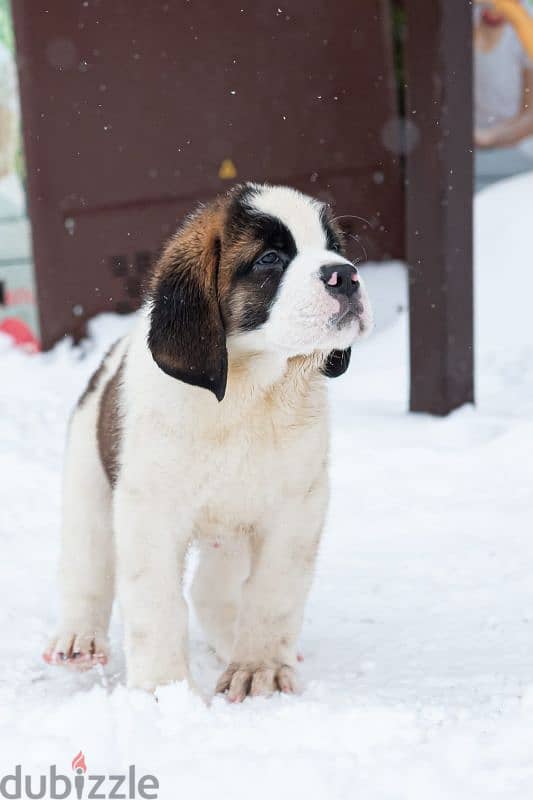 saint bernard puppies boys from Russia 8