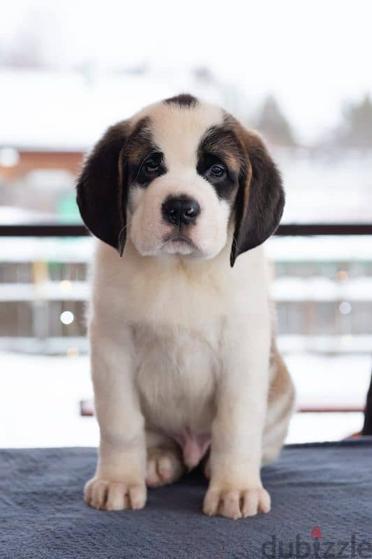 saint bernard puppies boys from Russia 9