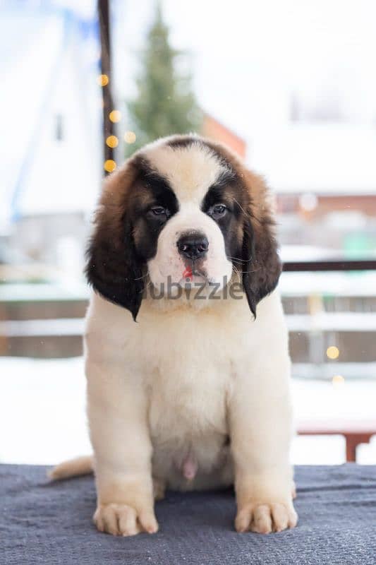 saint bernard puppies boys from Russia 11