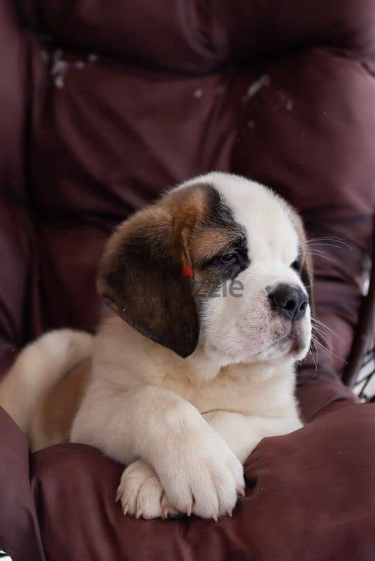 saint bernard puppies boys from Russia 12