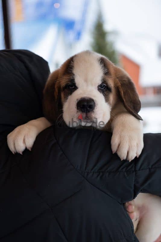 saint bernard puppies boys from Russia 13