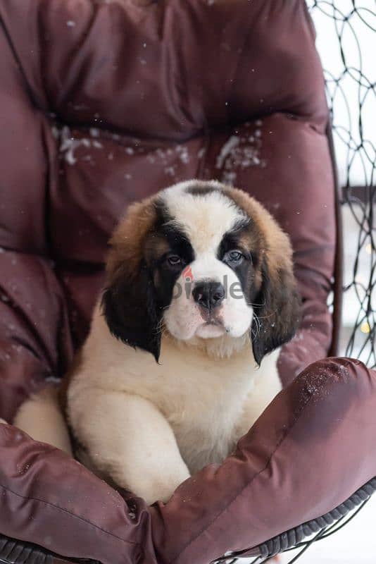 saint bernard puppies boys from Russia 14