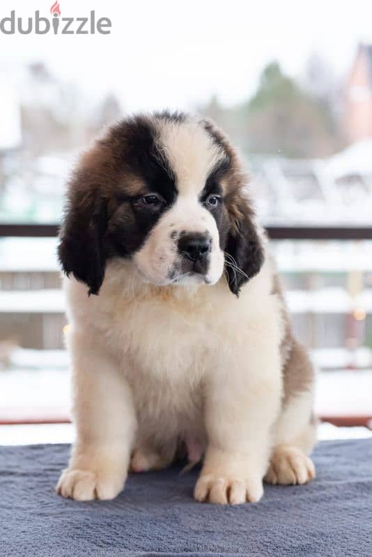 saint bernard puppies boys from Russia 15