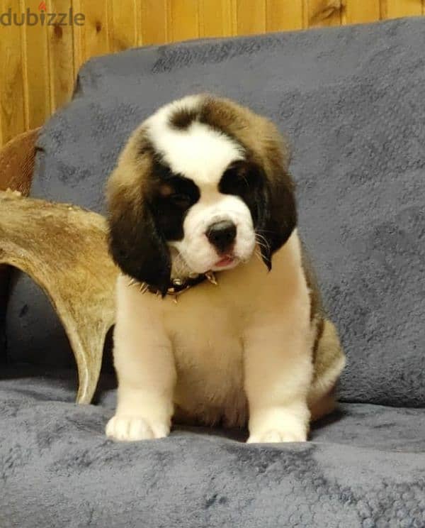 saint bernard puppies boys from Russia 16