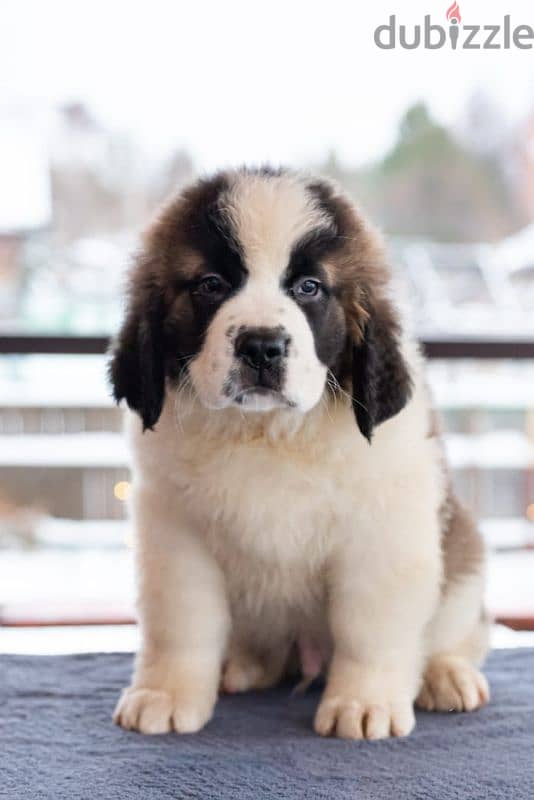 saint bernard puppies boys from Russia 17