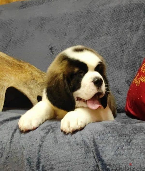 saint bernard puppies boys from Russia 18