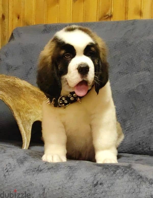 saint bernard puppies boys from Russia 19