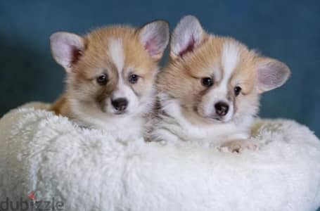 Welsh corgi pembroke puppies boys from Russia