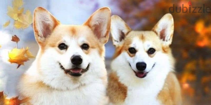 Welsh corgi pembroke puppies boys from Russia 3