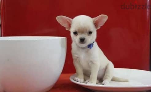 chihuahua puppies from Russia