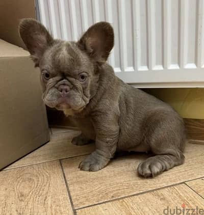 French bulldog new shade fluffy female from Russia